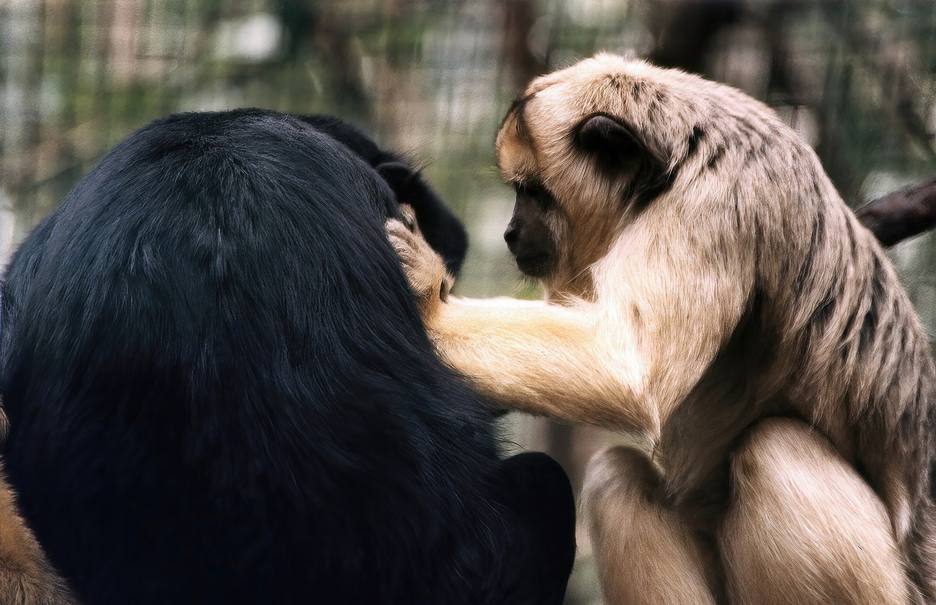 two monkeys, one touching the other's shoulder as if displaying compassion